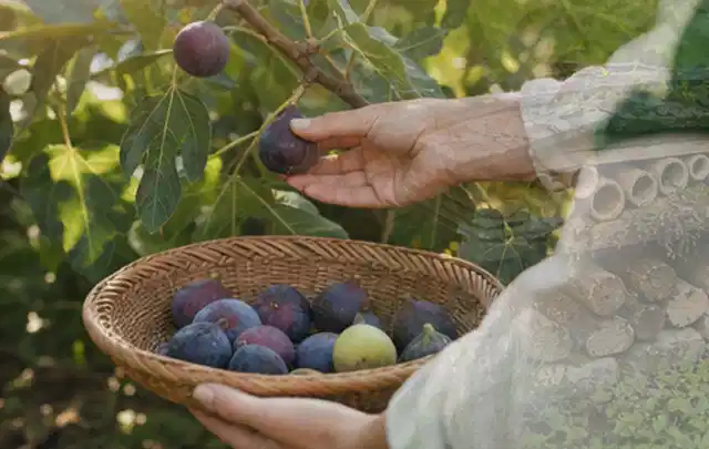 Hand pflückt eine reife Feige über einem flachen Korb mit Früchten; Thema Erdbeeren, Schwerpunkt Obst; Ergebnis.
