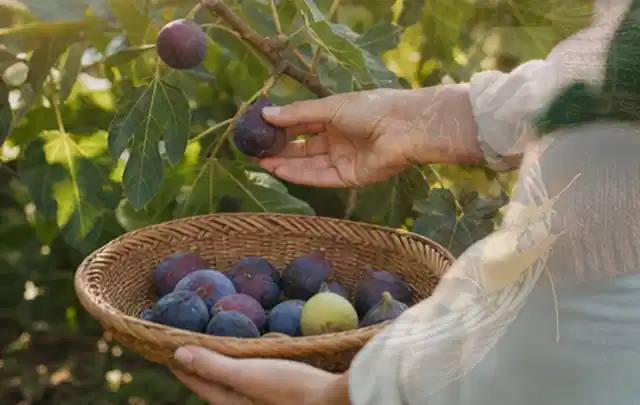 Hand pflückt eine reife Feige über einem flachen Korb mit Früchten; Thema Erdbeeren, Schwerpunkt Pflanzenschutz; Praxisalltag.
