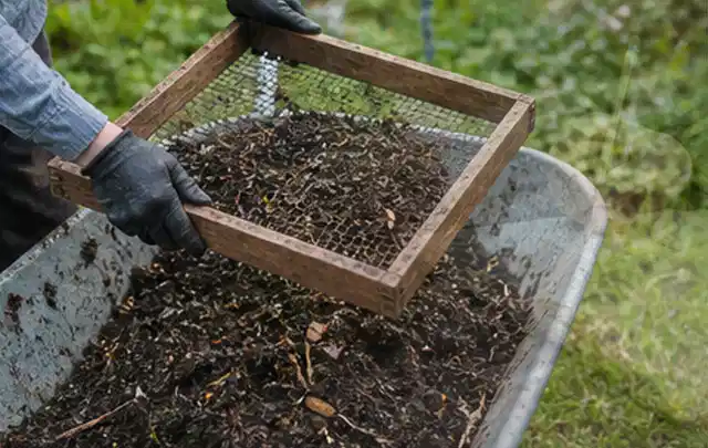 Behandschuhte Hände sieben reifen Kompost über einer Gartenschubkarre; Thema Erdbeeren, Schwerpunkt Saisonkalender; Ergebnis.