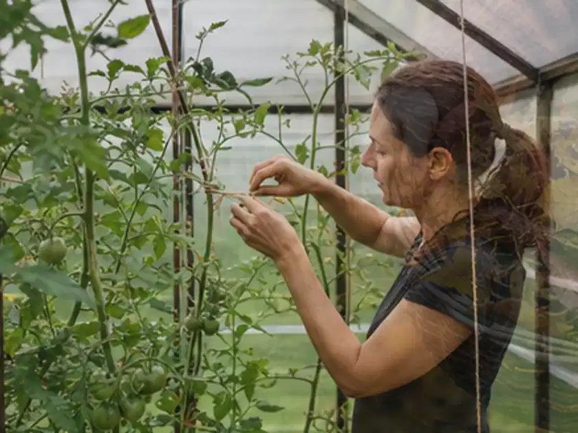 Person bindet junge Tomatentriebe in einem privaten Gewächshaus vorsichtig an; Thema Erdbeeren, Schwerpunkt Schnitt; Titelbild.