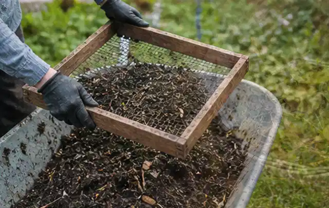 Behandschuhte Hände sieben reifen Kompost über einer Gartenschubkarre; Thema Erdbeeren, Schwerpunkt Schnitt; Ausgangslage.
