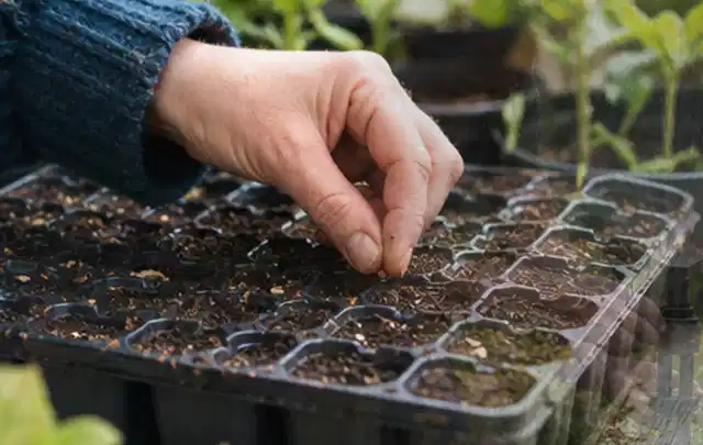 Hand legt einzelne Samen in vorbereitete Anzuchtschalen mit lockerer Erde; Thema Erdbeeren, Schwerpunkt Schnitt; Umsetzung.