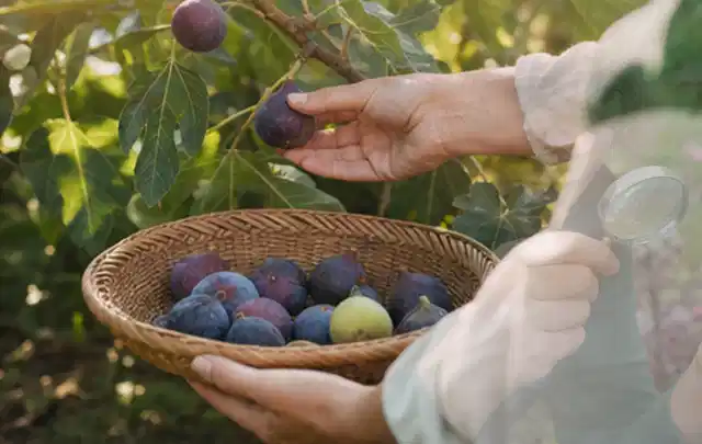 Hand pflückt eine reife Feige über einem flachen Korb mit Früchten; Thema Erdbeeren, Schwerpunkt Schnitt; Kontrolle.