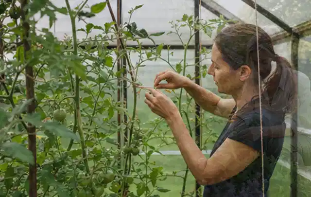 Person bindet junge Tomatentriebe in einem privaten Gewächshaus vorsichtig an; Thema Estragon, Schwerpunkt Anbau; Umsetzung.