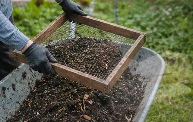 Behandschuhte Hände sieben reifen Kompost über einer Gartenschubkarre; Thema Estragon, Schwerpunkt Anbau; Kontrolle.