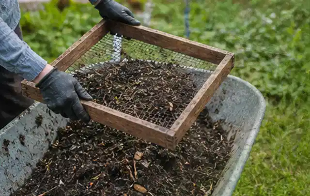 Behandschuhte Hände sieben reifen Kompost über einer Gartenschubkarre; Thema Estragon, Schwerpunkt Aussaat; Ausgangslage.