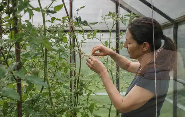 Person bindet junge Tomatentriebe in einem privaten Gewächshaus vorsichtig an; Thema Estragon, Schwerpunkt Aussaat; Ergebnis.
