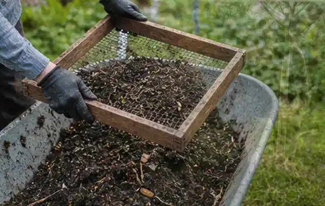 Behandschuhte Hände sieben reifen Kompost über einer Gartenschubkarre; Thema Estragon, Schwerpunkt Balkongarten; Kontrolle.