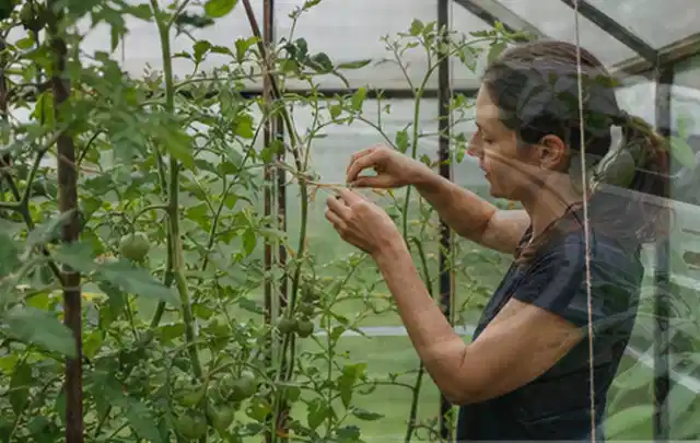 Person bindet junge Tomatentriebe in einem privaten Gewächshaus vorsichtig an; Thema Estragon, Schwerpunkt Balkongarten; Ergebnis.