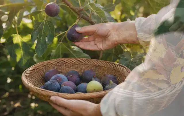 Hand pflückt eine reife Feige über einem flachen Korb mit Früchten; Thema Estragon, Schwerpunkt Bewässerung; Ausgangslage.