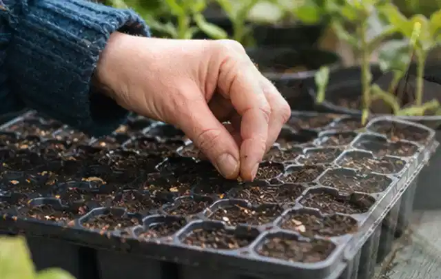 Hand legt einzelne Samen in vorbereitete Anzuchtschalen mit lockerer Erde; Thema Estragon, Schwerpunkt Bewässerung; Umsetzung.