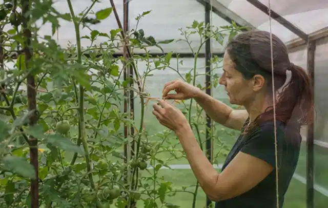 Person bindet junge Tomatentriebe in einem privaten Gewächshaus vorsichtig an; Thema Estragon, Schwerpunkt Bewässerung; Praxisalltag.