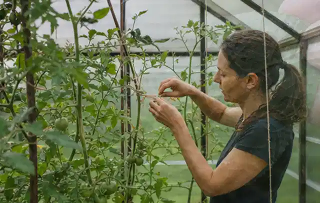 Person bindet junge Tomatentriebe in einem privaten Gewächshaus vorsichtig an; Thema Estragon, Schwerpunkt Boden; Praxisalltag.