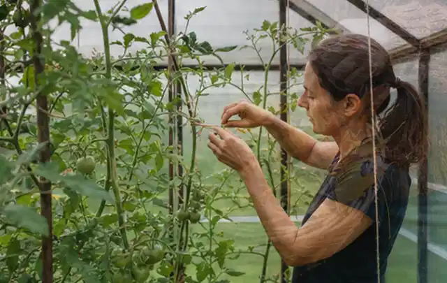 Person bindet junge Tomatentriebe in einem privaten Gewächshaus vorsichtig an; Thema Estragon, Schwerpunkt Einsteigerwissen; Kontrolle.