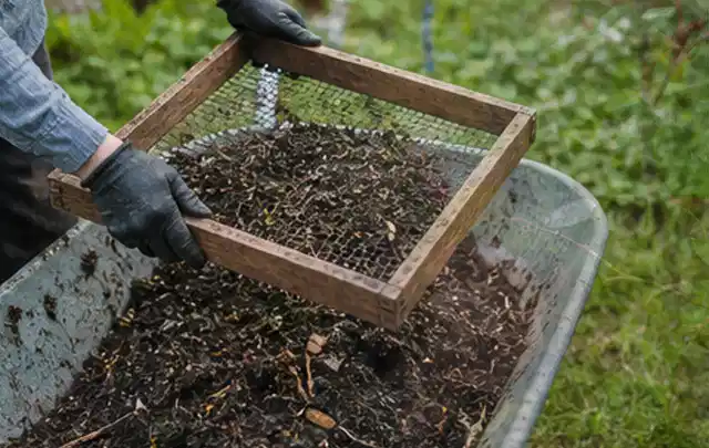 Behandschuhte Hände sieben reifen Kompost über einer Gartenschubkarre; Thema Estragon, Schwerpunkt Einsteigerwissen; Ergebnis.