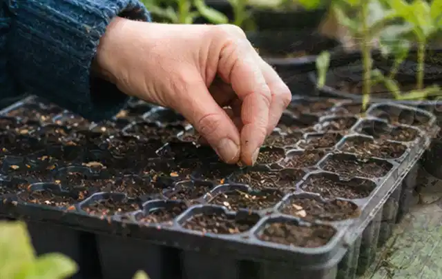 Hand legt einzelne Samen in vorbereitete Anzuchtschalen mit lockerer Erde; Thema Estragon, Schwerpunkt Ernte; Ergebnis.
