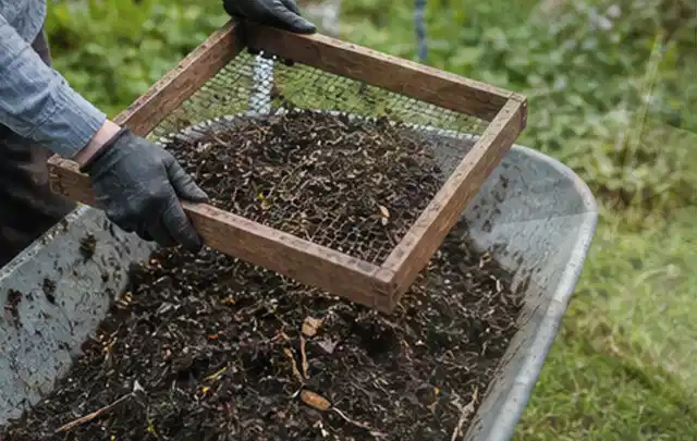 Behandschuhte Hände sieben reifen Kompost über einer Gartenschubkarre; Thema Estragon, Schwerpunkt Ernte; Praxisalltag.