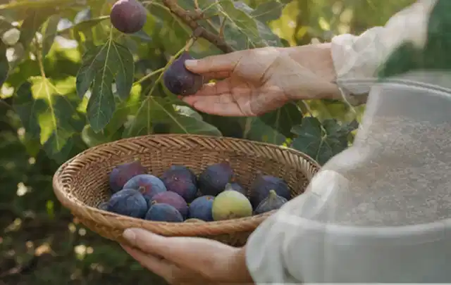 Hand pflückt eine reife Feige über einem flachen Korb mit Früchten; Thema Estragon, Schwerpunkt Ernteprobleme; Kontrolle.