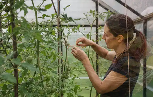 Person bindet junge Tomatentriebe in einem privaten Gewächshaus vorsichtig an; Thema Estragon, Schwerpunkt Ernteprobleme; Praxisalltag.