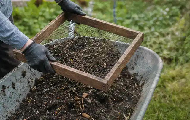 Behandschuhte Hände sieben reifen Kompost über einer Gartenschubkarre; Thema Estragon, Schwerpunkt Fehlerhilfe; Ausgangslage.