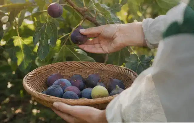 Hand pflückt eine reife Feige über einem flachen Korb mit Früchten; Thema Estragon, Schwerpunkt Gewächshaus; Praxisalltag.