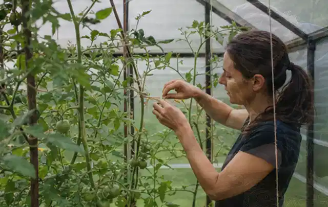Person bindet junge Tomatentriebe in einem privaten Gewächshaus vorsichtig an; Thema Estragon, Schwerpunkt Lagerung; Kontrolle.