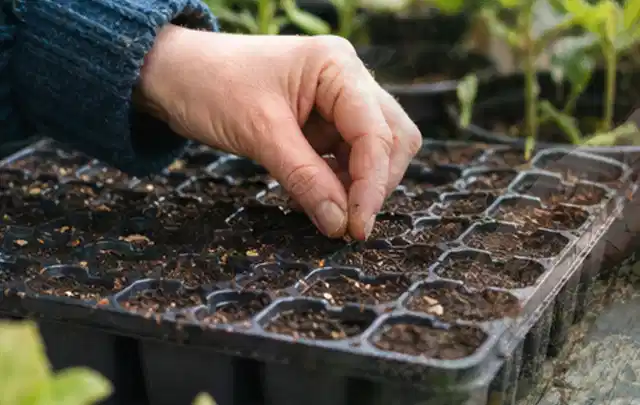 Hand legt einzelne Samen in vorbereitete Anzuchtschalen mit lockerer Erde; Thema Estragon, Schwerpunkt Nährstoffe; Umsetzung.
