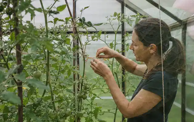 Person bindet junge Tomatentriebe in einem privaten Gewächshaus vorsichtig an; Thema Estragon, Schwerpunkt Nährstoffe; Ergebnis.
