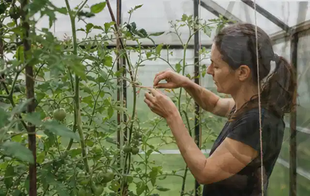 Person bindet junge Tomatentriebe in einem privaten Gewächshaus vorsichtig an; Thema Estragon, Schwerpunkt Pflanzenschutz; Umsetzung.