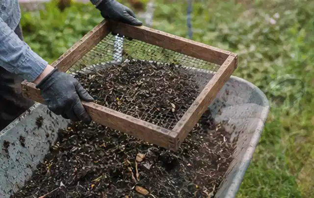 Behandschuhte Hände sieben reifen Kompost über einer Gartenschubkarre; Thema Estragon, Schwerpunkt Pflanzenschutz; Ergebnis.