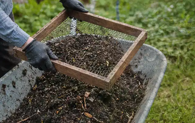 Behandschuhte Hände sieben reifen Kompost über einer Gartenschubkarre; Thema Estragon, Schwerpunkt Pflanzung; Umsetzung.