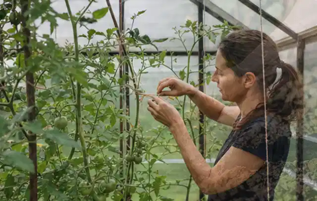 Person bindet junge Tomatentriebe in einem privaten Gewächshaus vorsichtig an; Thema Estragon, Schwerpunkt Saisonkalender; Ausgangslage.