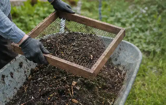 Behandschuhte Hände sieben reifen Kompost über einer Gartenschubkarre; Thema Estragon, Schwerpunkt Saisonkalender; Kontrolle.