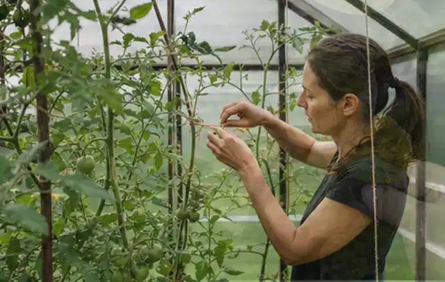 Person bindet junge Tomatentriebe in einem privaten Gewächshaus vorsichtig an; Thema Estragon, Schwerpunkt Schnitt; Praxisalltag.