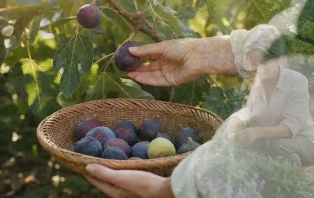 Hand pflückt eine reife Feige über einem flachen Korb mit Früchten; Thema Estragon, Schwerpunkt Sortenwahl; Ausgangslage.