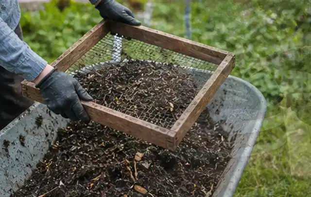 Behandschuhte Hände sieben reifen Kompost über einer Gartenschubkarre; Thema Estragon, Schwerpunkt Sortenwahl; Ergebnis.