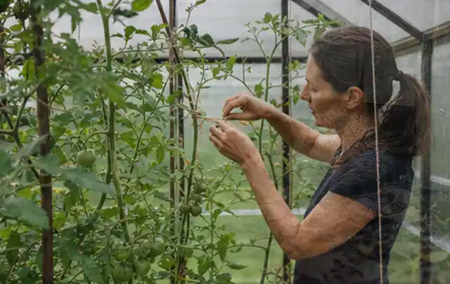 Person bindet junge Tomatentriebe in einem privaten Gewächshaus vorsichtig an; Thema Estragon, Schwerpunkt Sortenwahl; Praxisalltag.