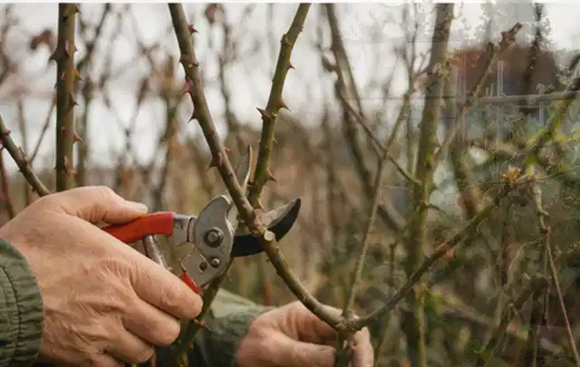 Hände schneiden einen älteren Rosenstrauch mit einer sauberen Gartenschere; Thema Exotische Pflanzen, Schwerpunkt Boden; Ausgangslage.