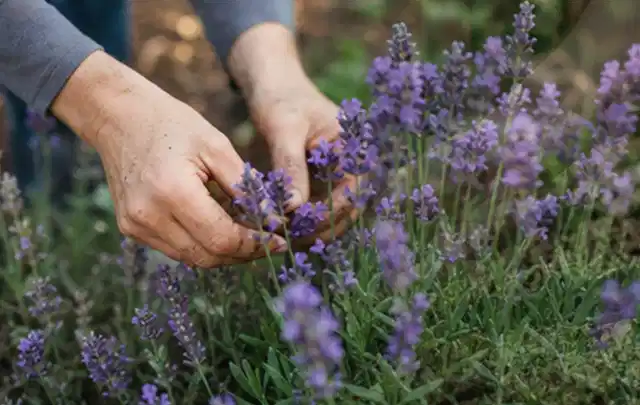 Hände pflegen blühenden Lavendel in einem natürlich angelegten Gartenbeet; Thema Exotische Pflanzen, Schwerpunkt Boden; Praxisalltag.