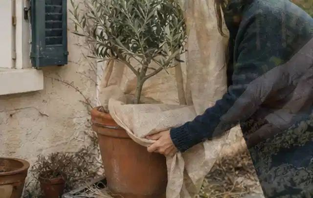 Person umhüllt eine mediterrane Kübelpflanze mit atmungsaktivem Winterschutz; Thema Exotische Pflanzen, Schwerpunkt Einsteigerwissen; Umsetzung.