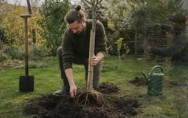 Person setzt einen jungen Zierbaum in ein vorbereitetes Pflanzloch im Garten; Thema Exotische Pflanzen, Schwerpunkt Gartenpraxis; Ausgangslage.
