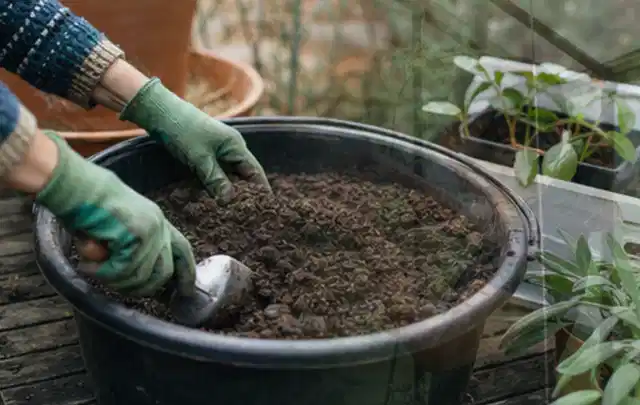 Behandschuhte Hände bereiten lockere Pflanzerde in einem großen Kübel vor; Thema Exotische Pflanzen, Schwerpunkt Gartenpraxis; Umsetzung.