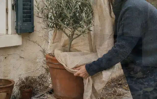 Person umhüllt eine mediterrane Kübelpflanze mit atmungsaktivem Winterschutz; Thema Exotische Pflanzen, Schwerpunkt Gartenpraxis; Kontrolle.