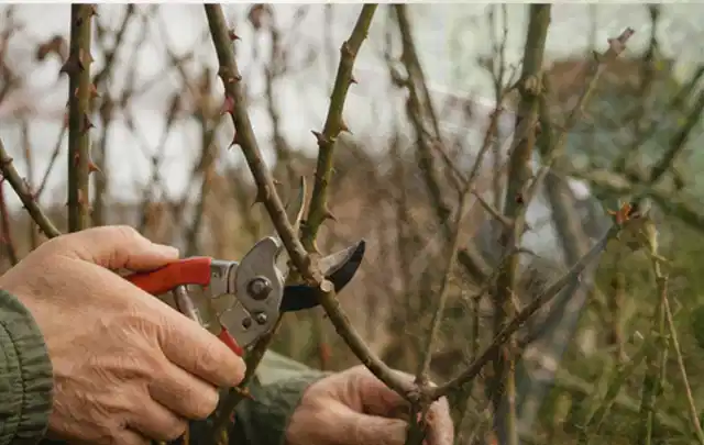 Hände schneiden einen älteren Rosenstrauch mit einer sauberen Gartenschere; Thema Exotische Pflanzen, Schwerpunkt Gartenpraxis; Praxisalltag.