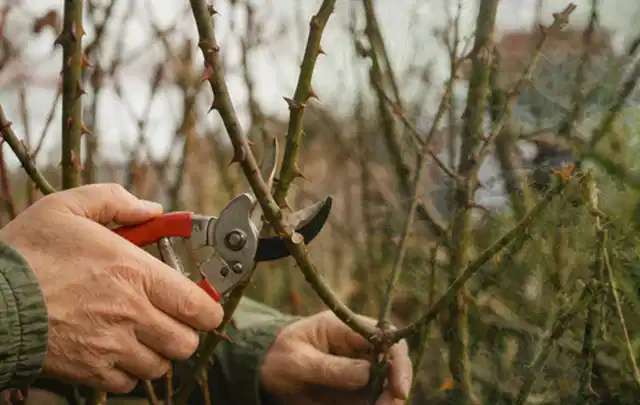 Hände schneiden einen älteren Rosenstrauch mit einer sauberen Gartenschere; Thema Exotische Pflanzen, Schwerpunkt Kaufberatung; Kontrolle.