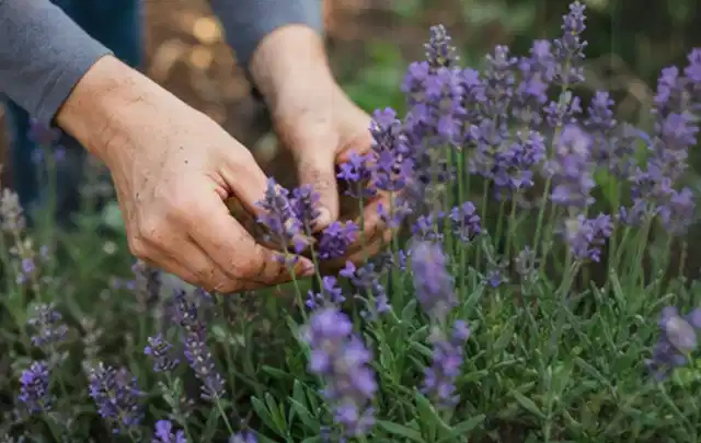 Hände pflegen blühenden Lavendel in einem natürlich angelegten Gartenbeet; Thema Exotische Pflanzen, Schwerpunkt Kaufberatung; Praxisalltag.