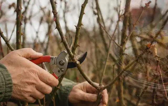 Hände schneiden einen älteren Rosenstrauch mit einer sauberen Gartenschere; Thema Exotische Pflanzen, Schwerpunkt Pflanzen; Umsetzung.