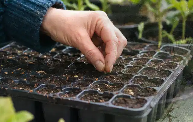 Hand legt einzelne Samen in vorbereitete Anzuchtschalen mit lockerer Erde; Thema Exotische Pflanzen, Schwerpunkt Pflanzen; Kontrolle.