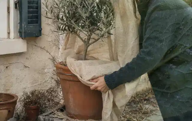 Person umhüllt eine mediterrane Kübelpflanze mit atmungsaktivem Winterschutz; Thema Exotische Pflanzen, Schwerpunkt Pflanzengesundheit; Umsetzung.