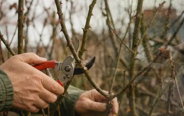 Hände schneiden einen älteren Rosenstrauch mit einer sauberen Gartenschere; Thema Exotische Pflanzen, Schwerpunkt Pflanzengesundheit; Kontrolle.